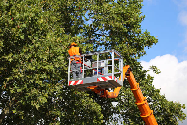 Professional Tree Removal and Landscaping Services in Wheatland, CA